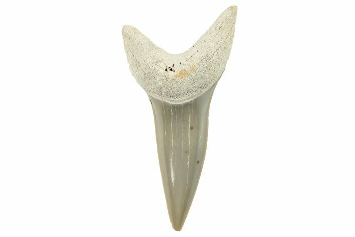 Fossil Shortfin Mako Tooth - Lee Creek (Aurora), NC #294746